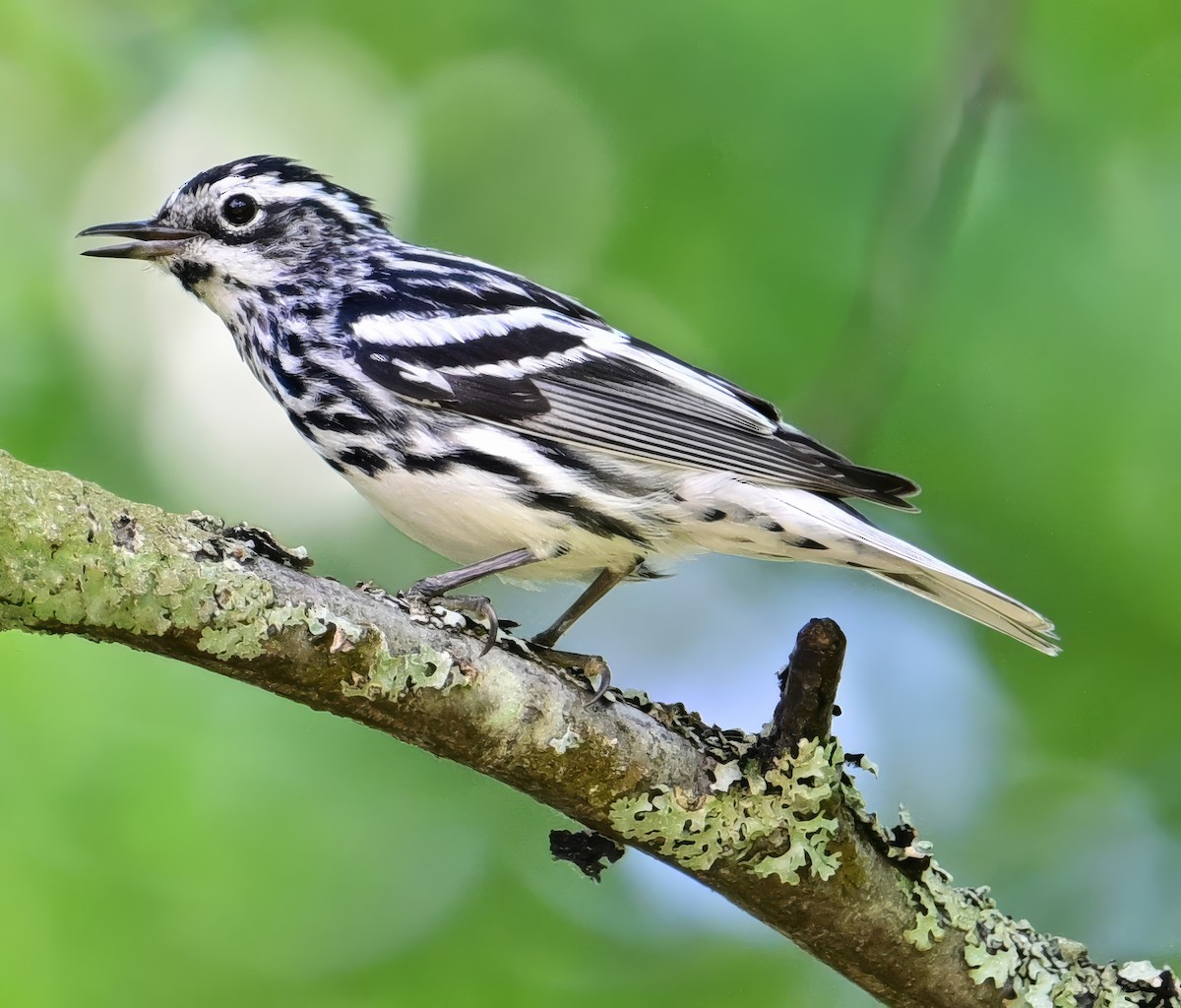 Black-and-white Warbler - ML621220402