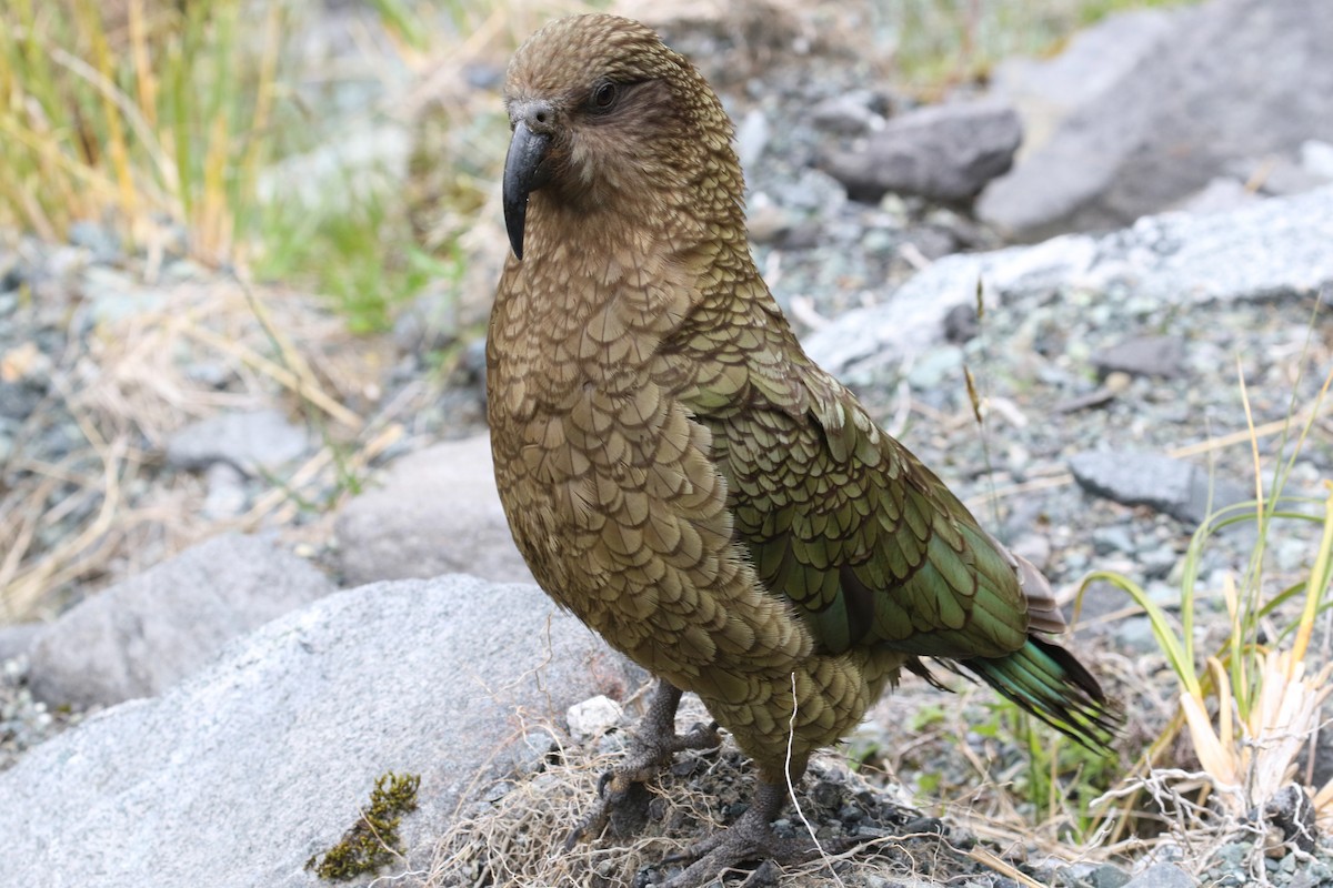 Kea - ML621220435