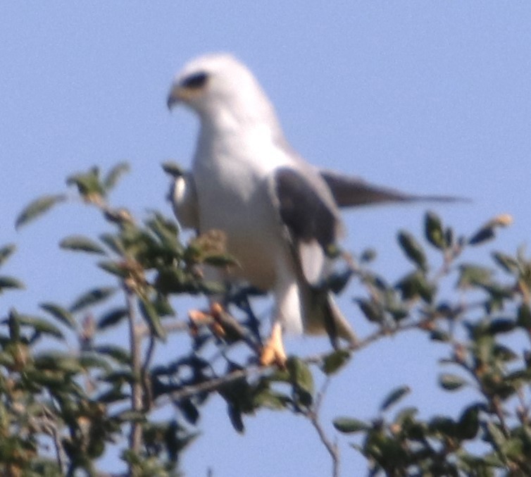 White-tailed Kite - ML621220443