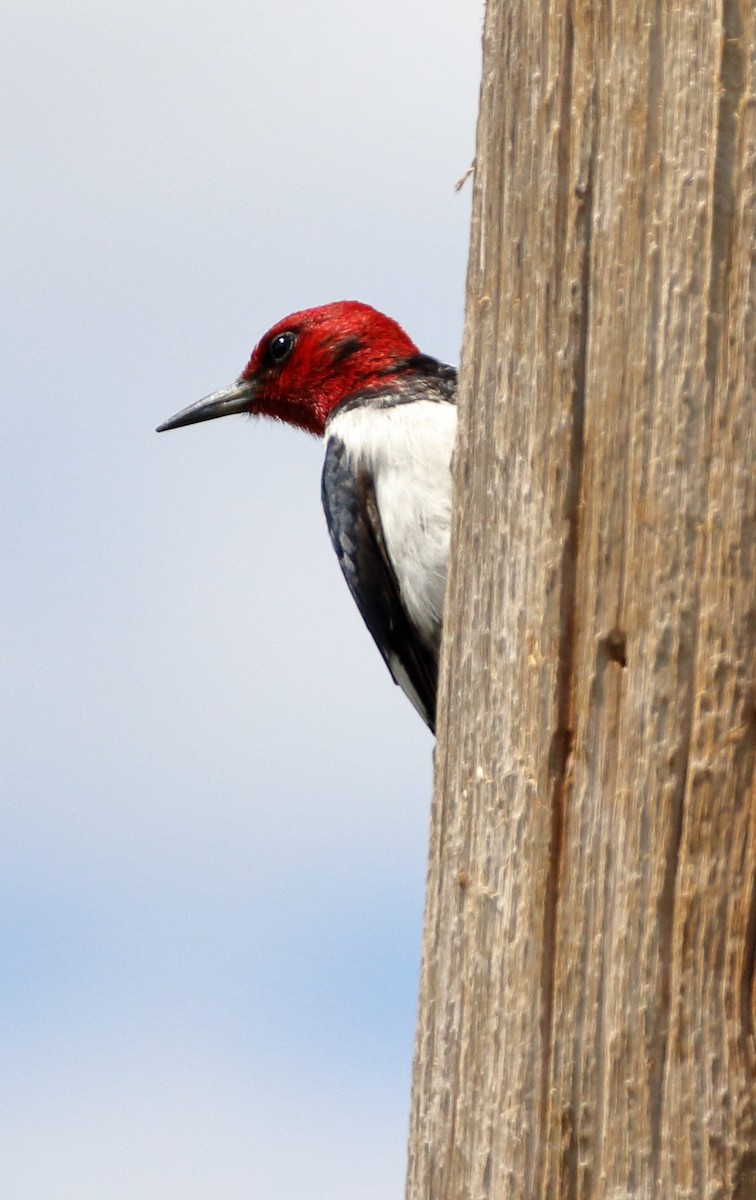 Red-headed Woodpecker - ML621220448