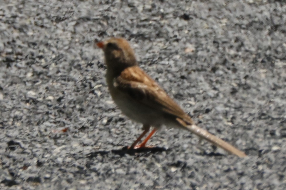 Field Sparrow - ML621220494