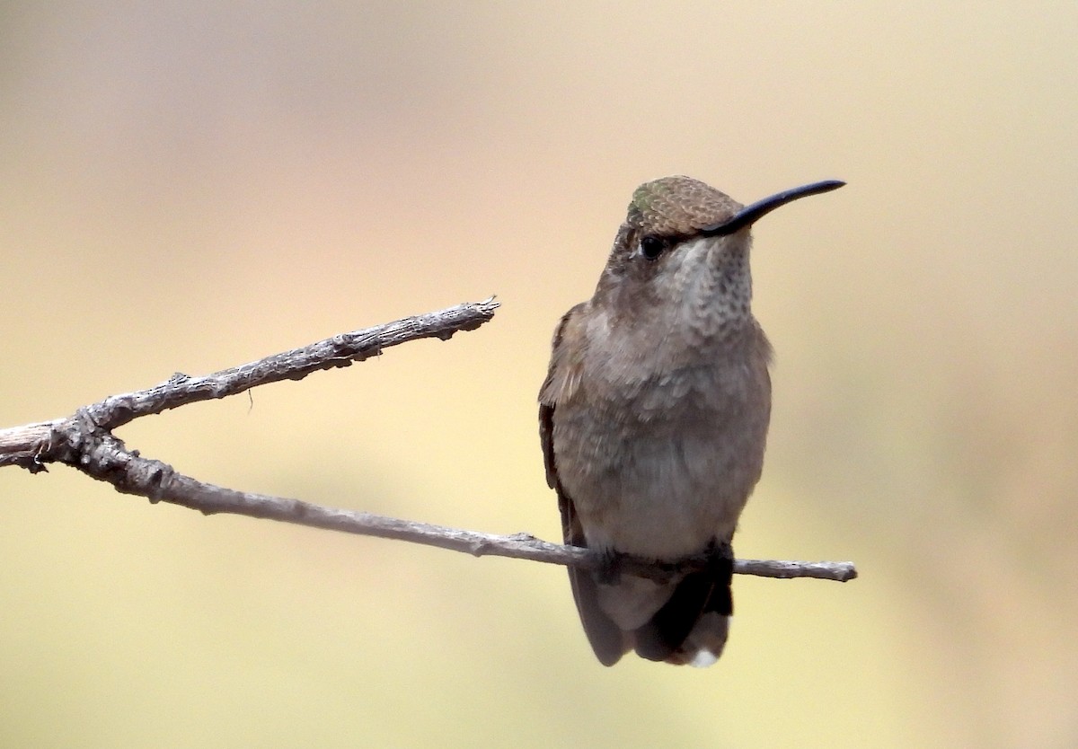 Black-chinned Hummingbird - ML621220501
