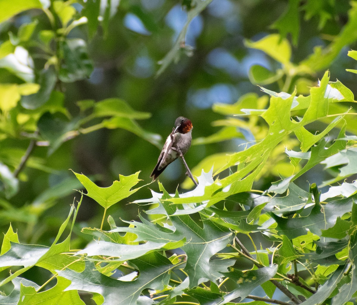 Ruby-throated Hummingbird - ML621220510