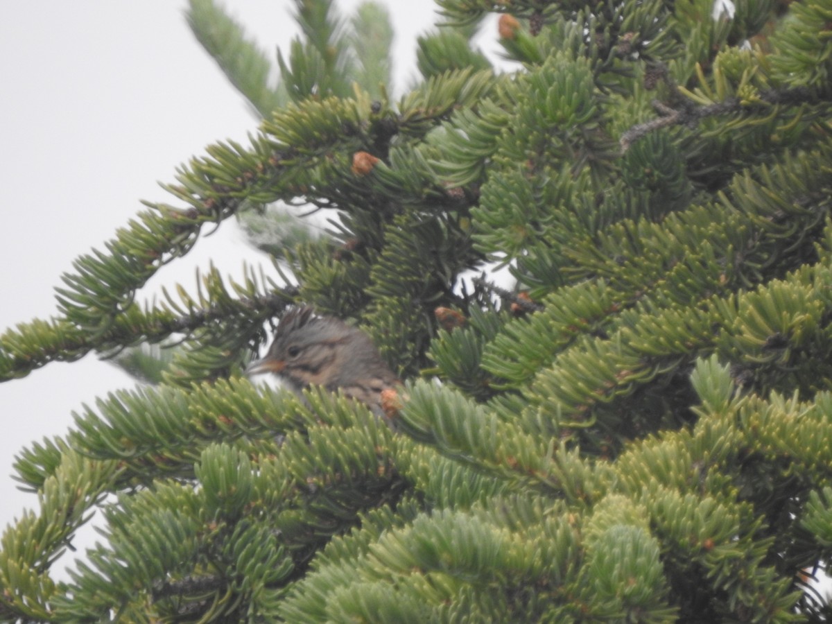 Lincoln's Sparrow - ML621220531