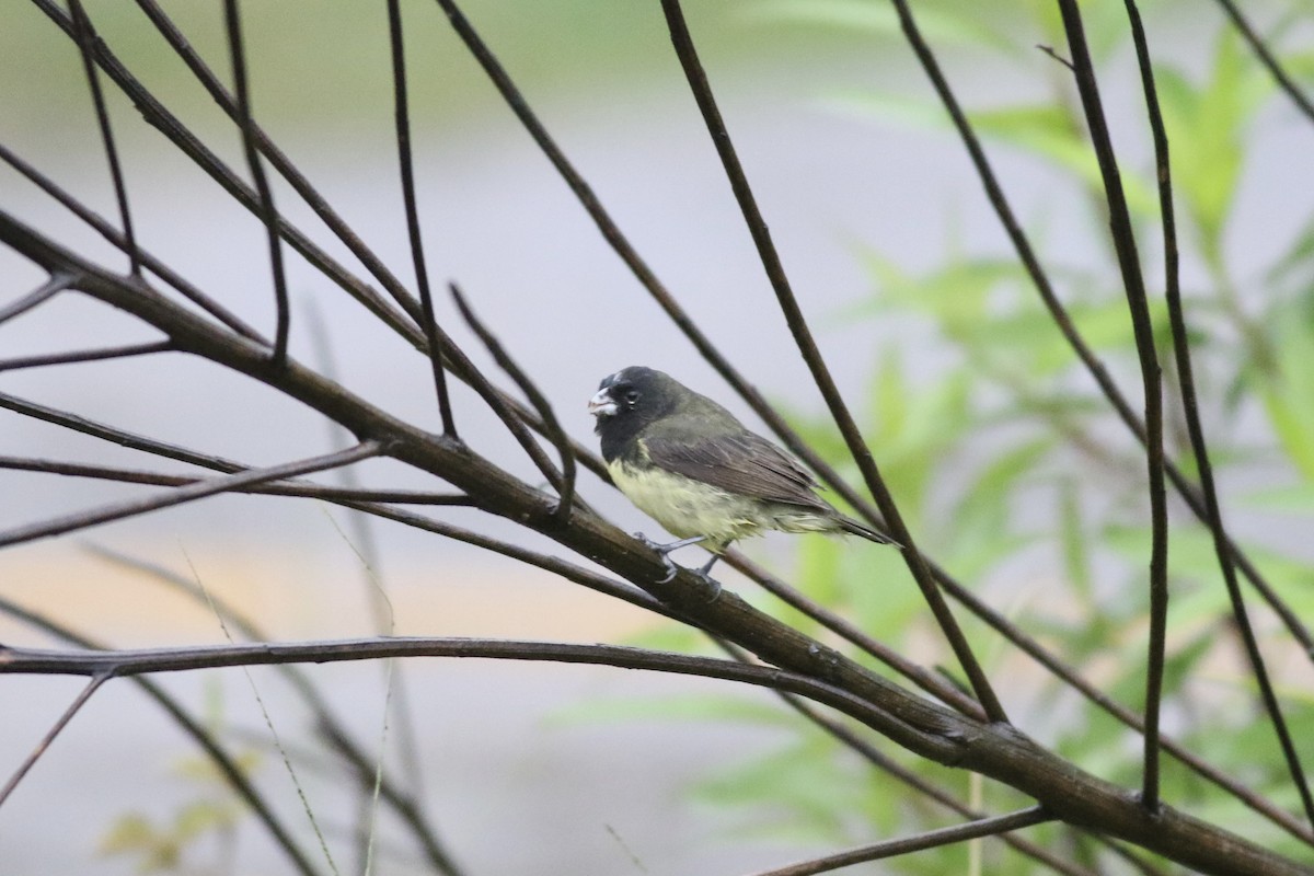Yellow-bellied Seedeater - ML621220580