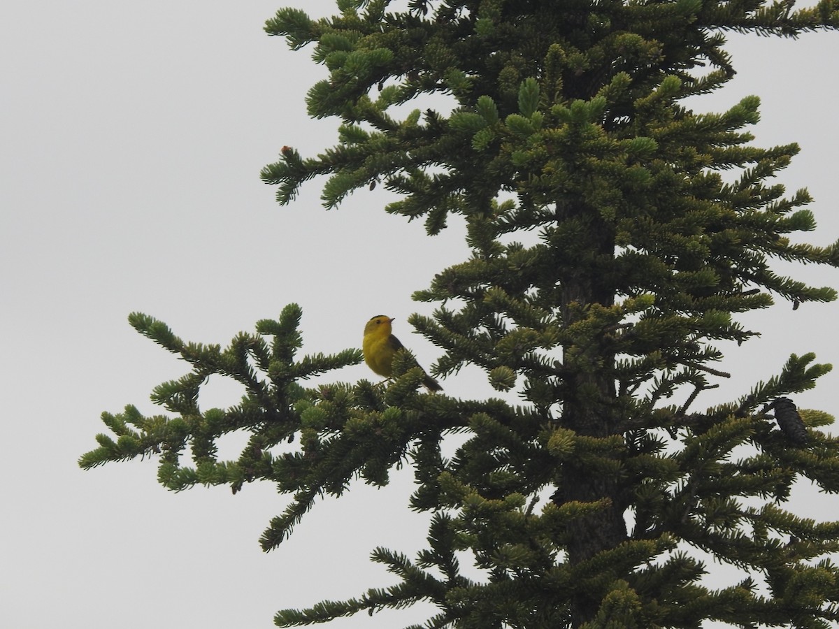 Wilson's Warbler - ML621220588