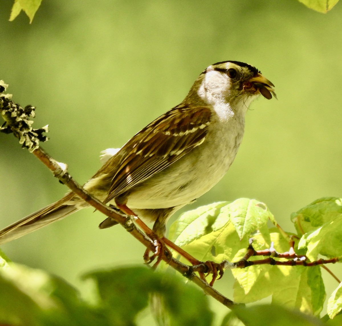 White-crowned Sparrow - ML621220595