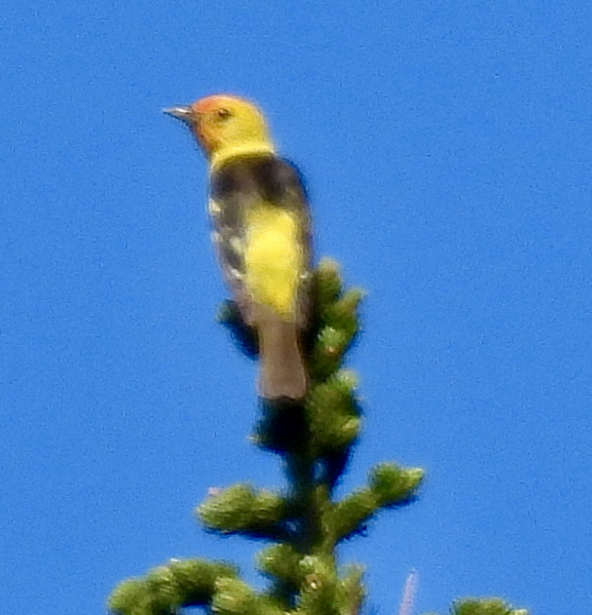 Western Tanager - ML621220601