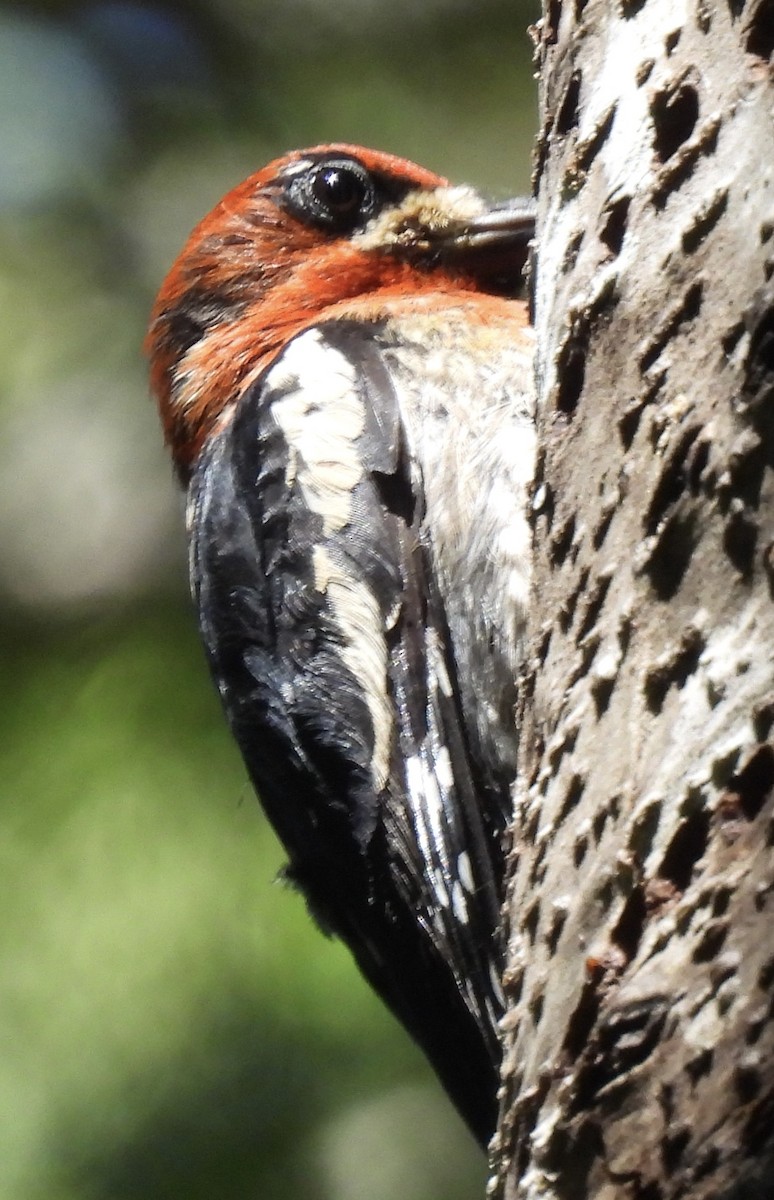 Red-breasted Sapsucker - ML621220606