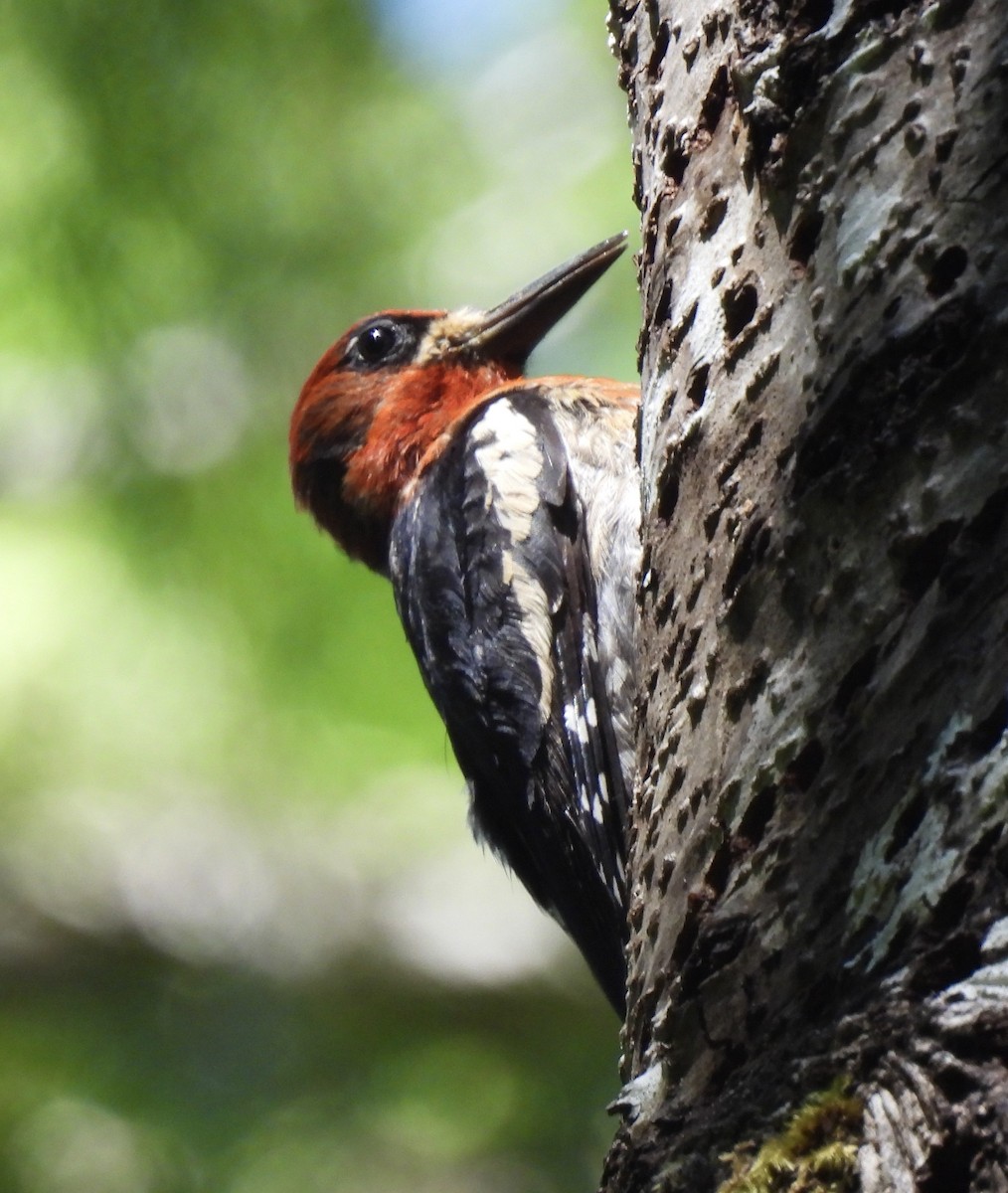 Red-breasted Sapsucker - ML621220607