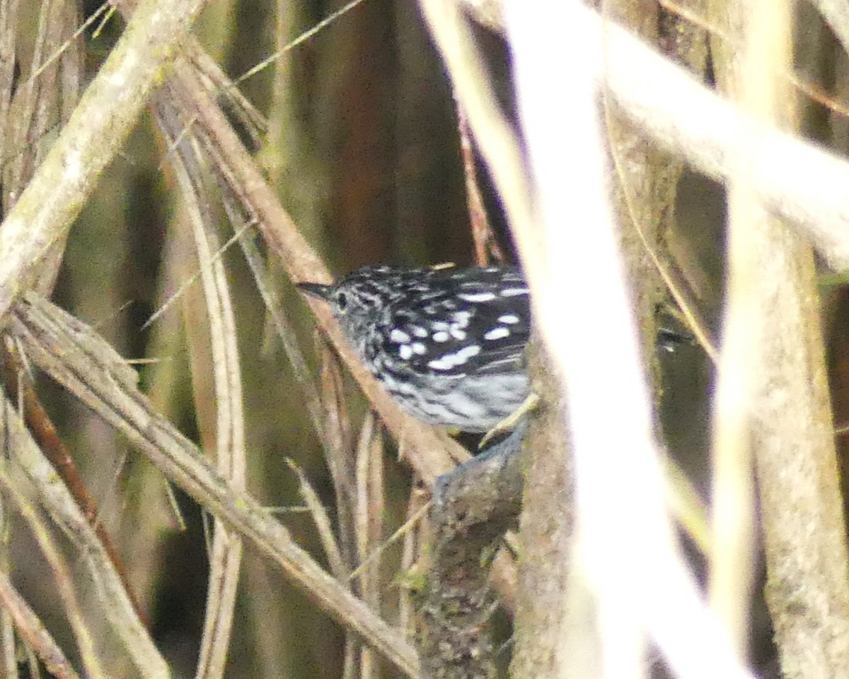 Amazonian Streaked-Antwren - ML621220633