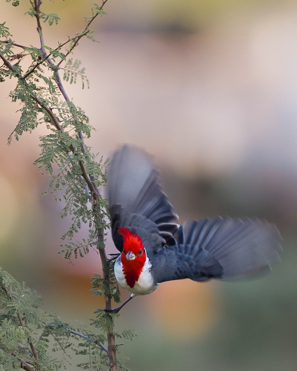 Red-crested Cardinal - ML621220642