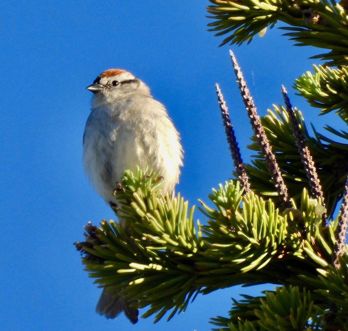 Chipping Sparrow - ML621220659