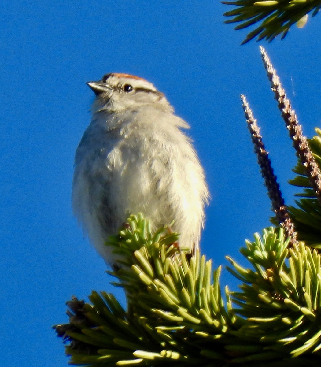 Chipping Sparrow - ML621220660