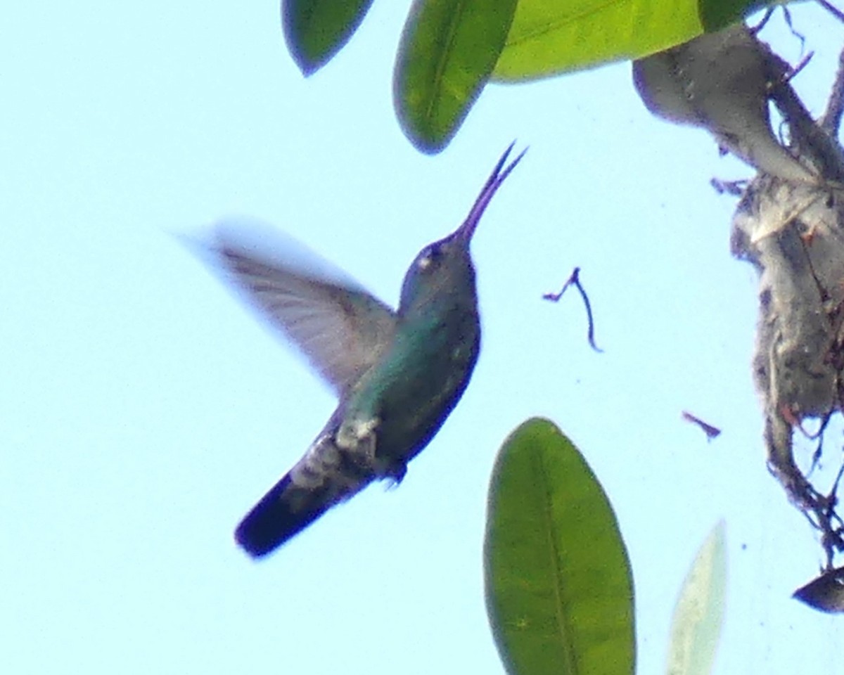 kolibřík zrcadlový - ML621220695
