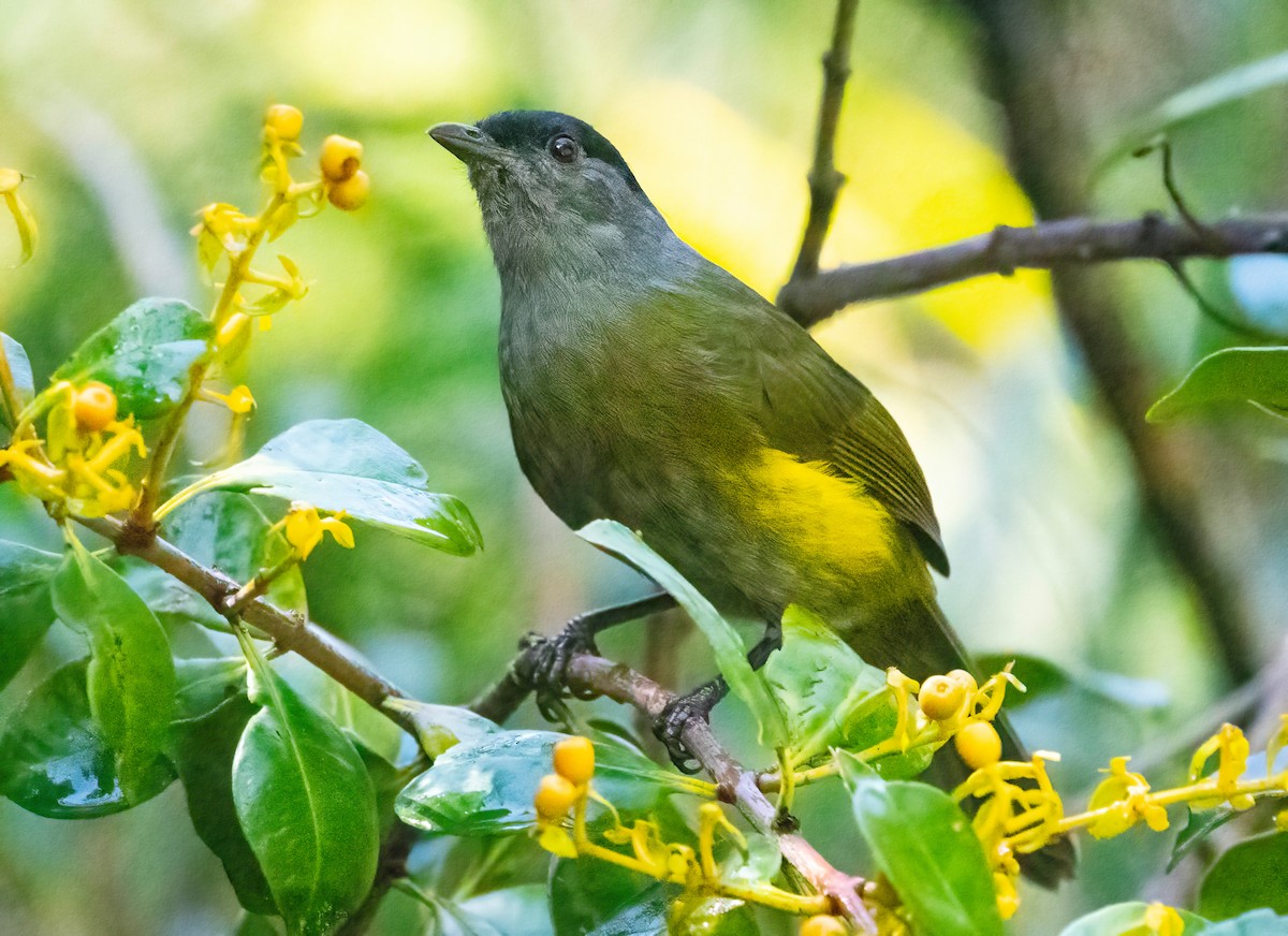 Black-and-yellow Silky-flycatcher - ML621220713