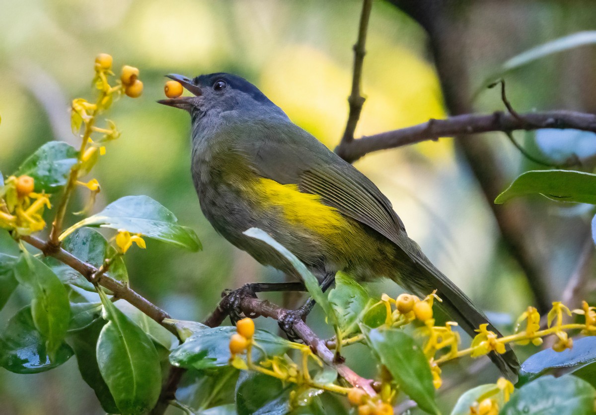 Black-and-yellow Silky-flycatcher - ML621220714