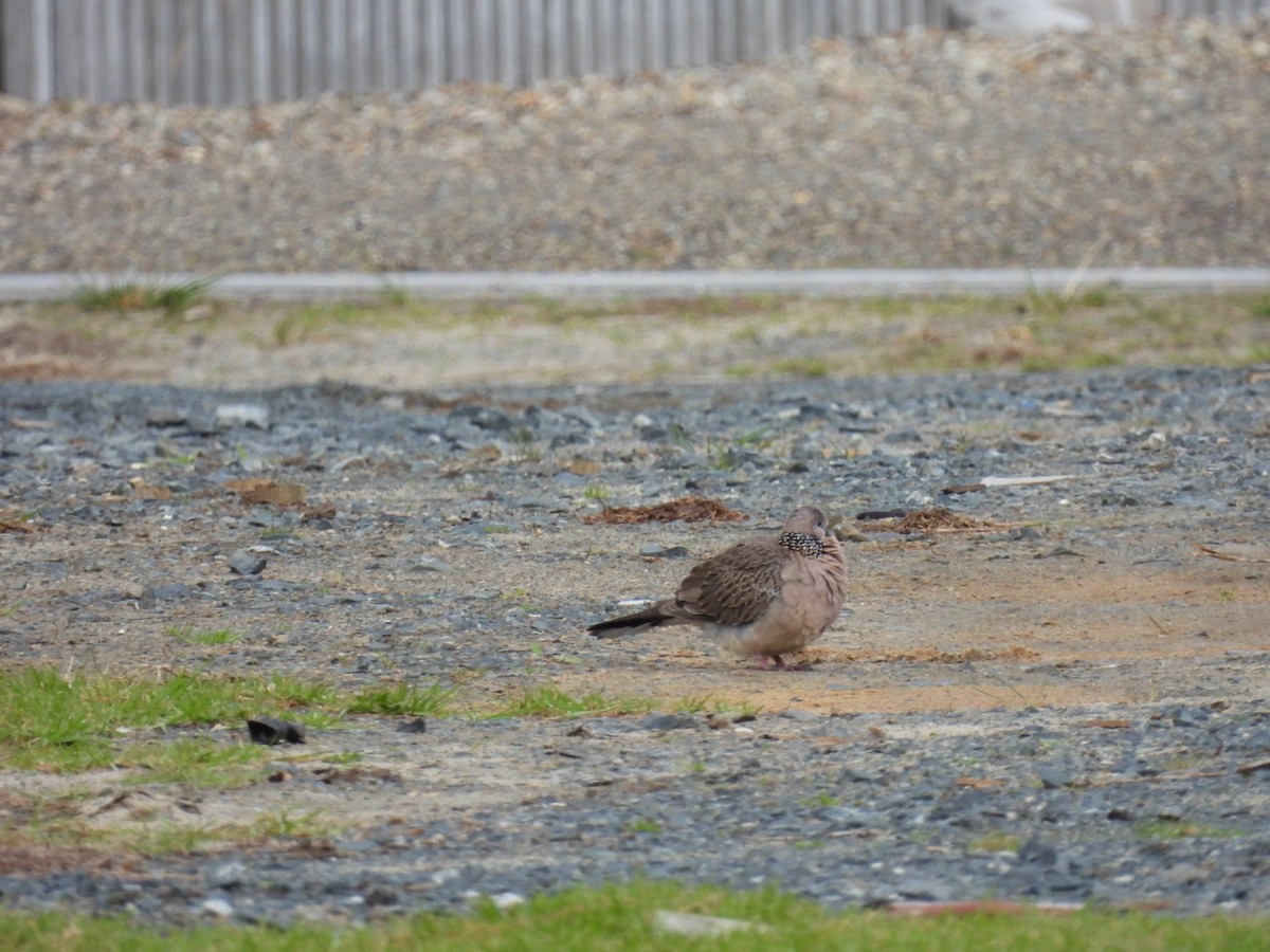 Spotted Dove - ML621220742