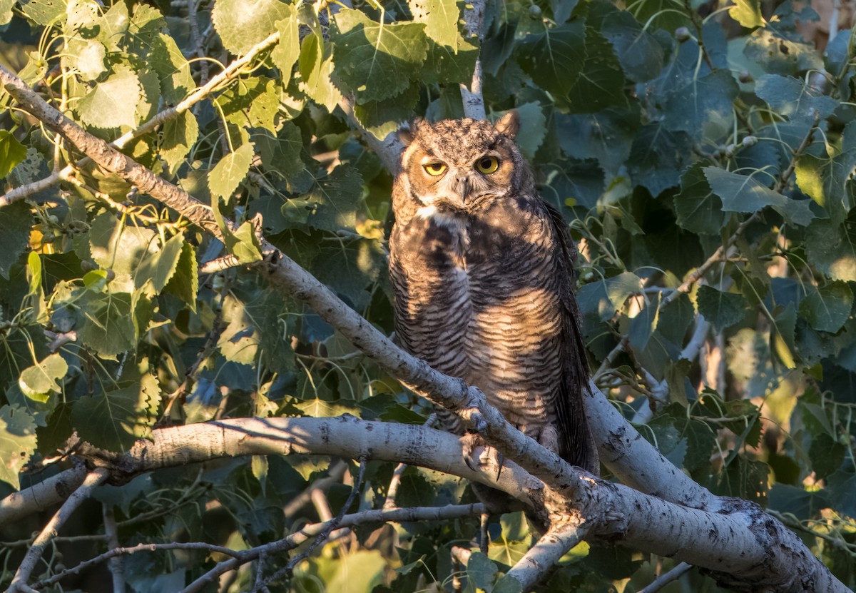 Great Horned Owl - ML621220808