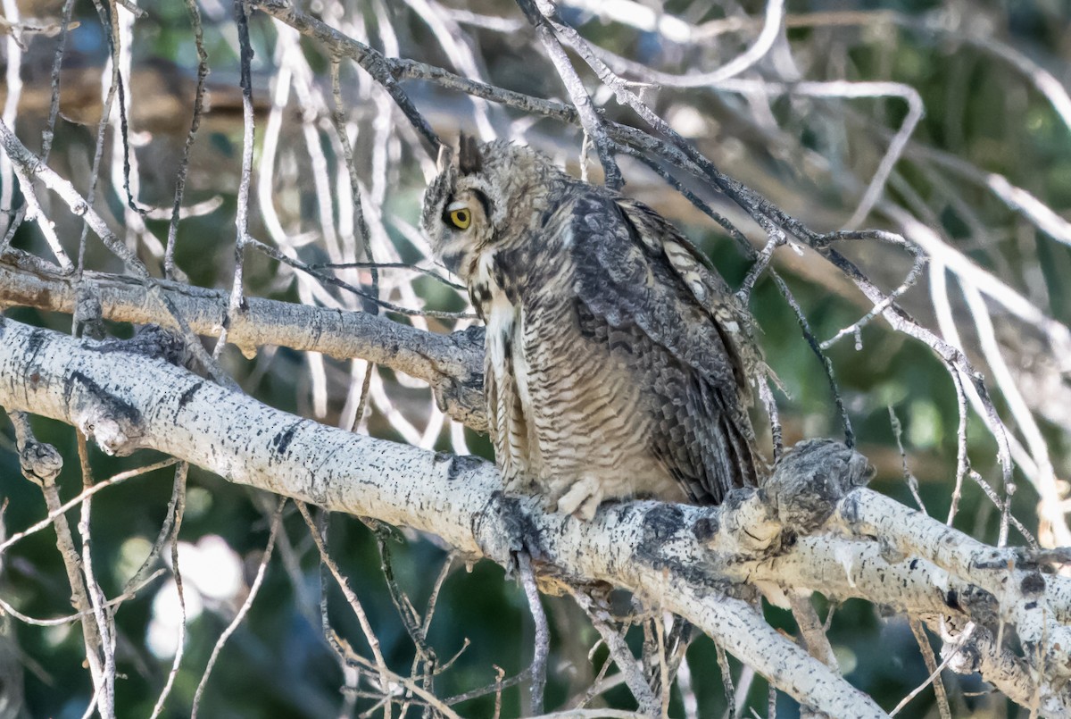 Great Horned Owl - ML621220810