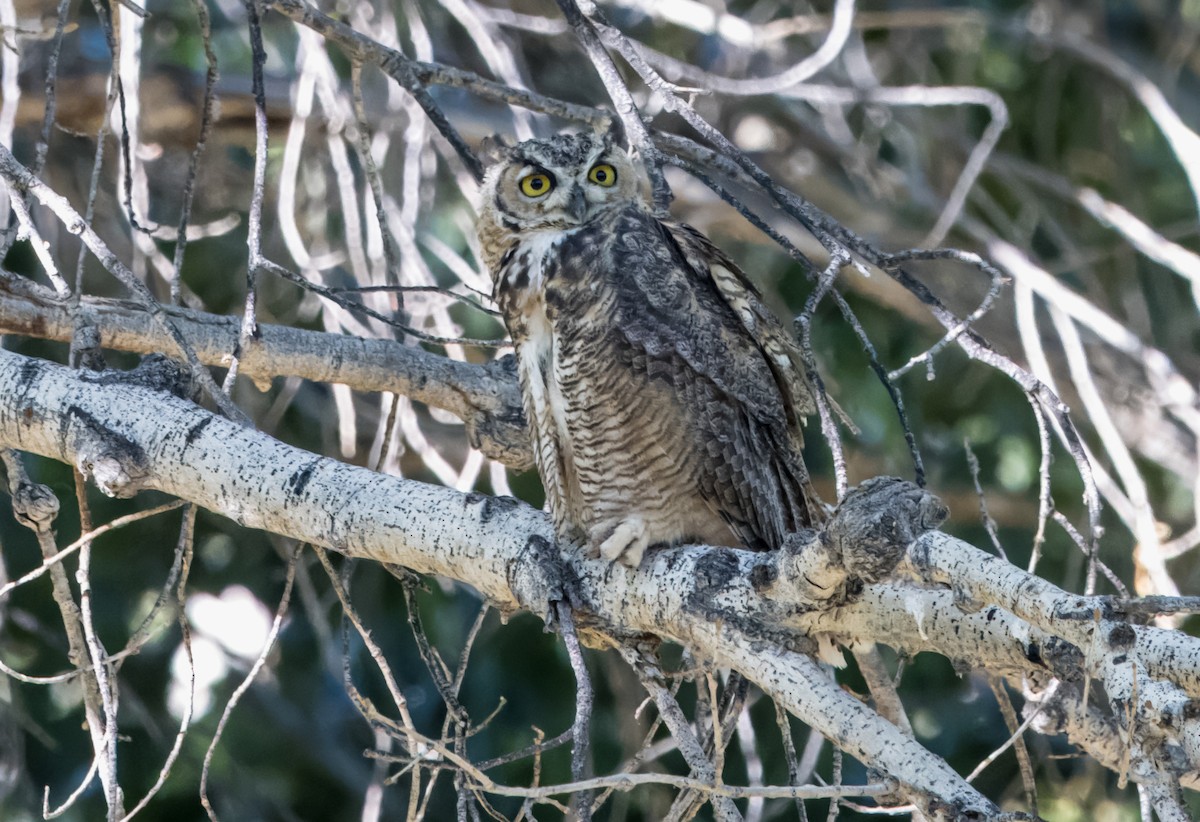 Great Horned Owl - ML621220811