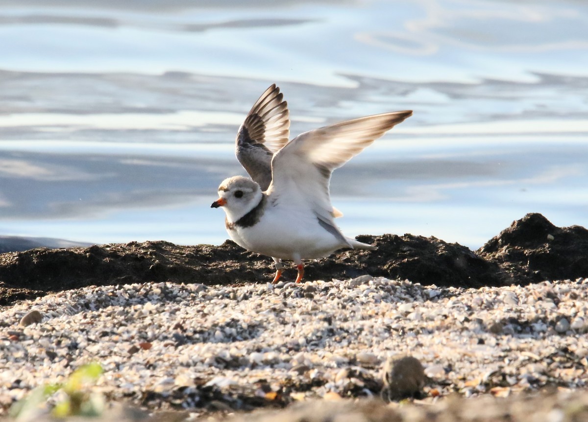 Piping Plover - ML621220821