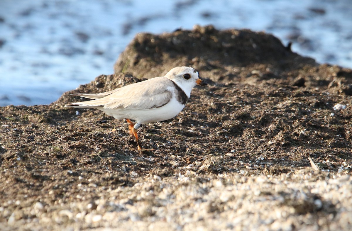 Piping Plover - ML621220822