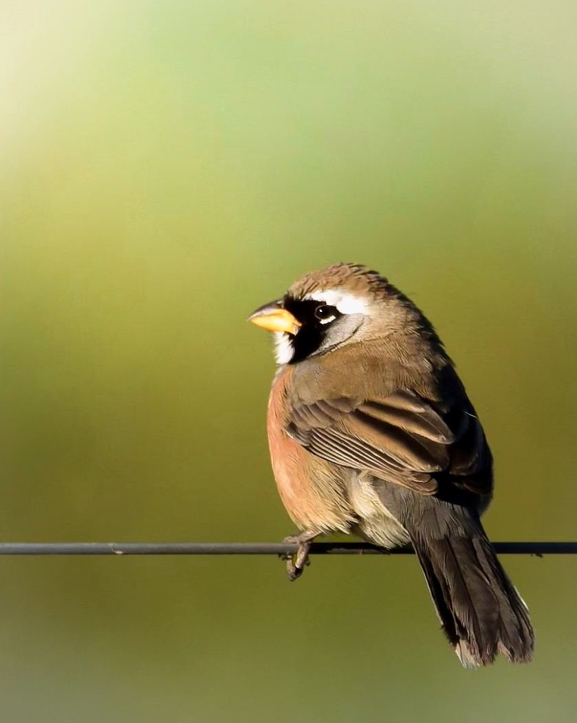 Many-colored Chaco Finch - ML621220865
