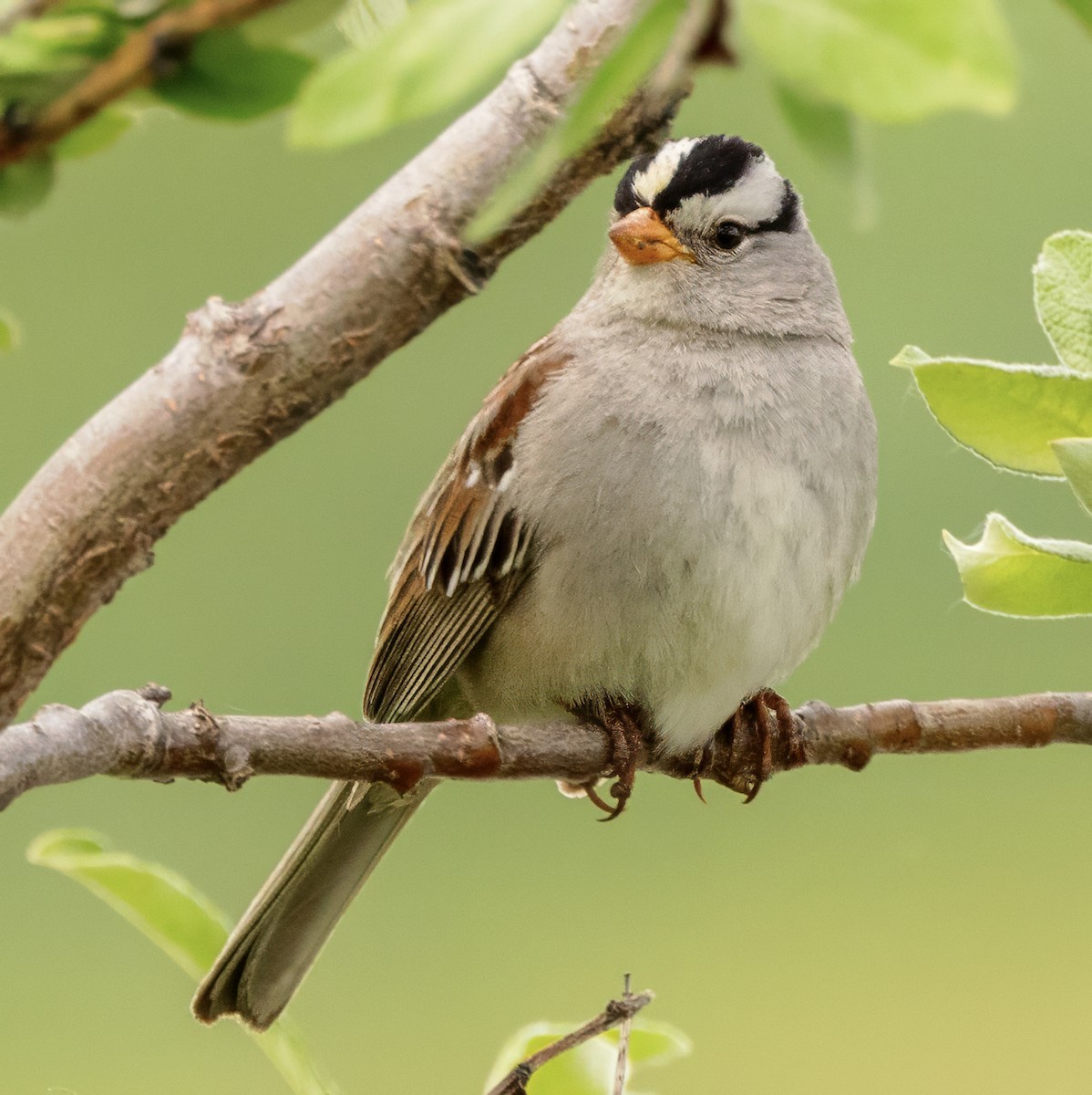 White-crowned Sparrow - ML621220874