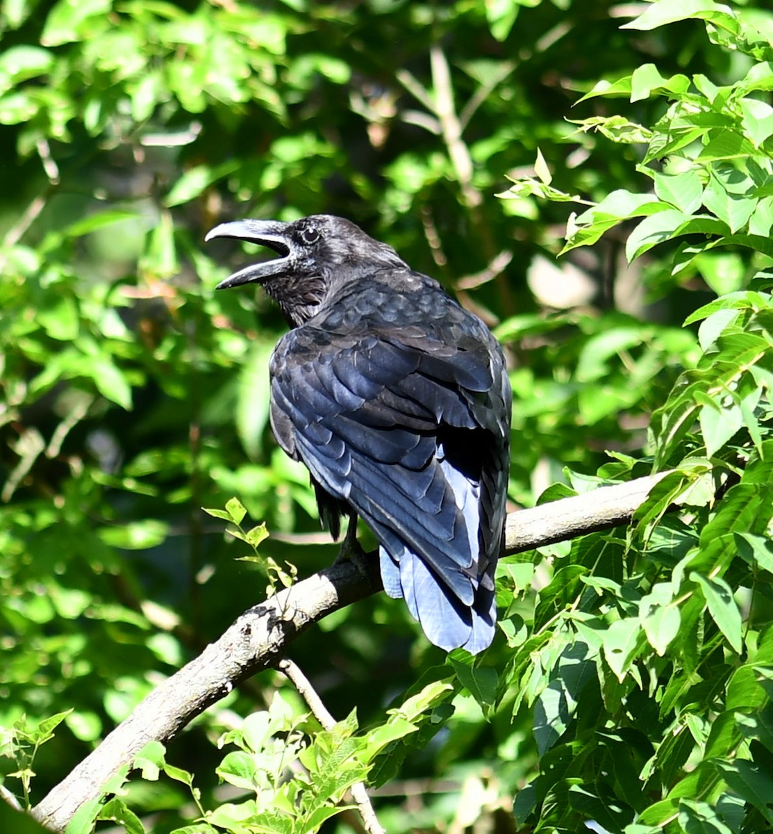Common Raven - ML621220912