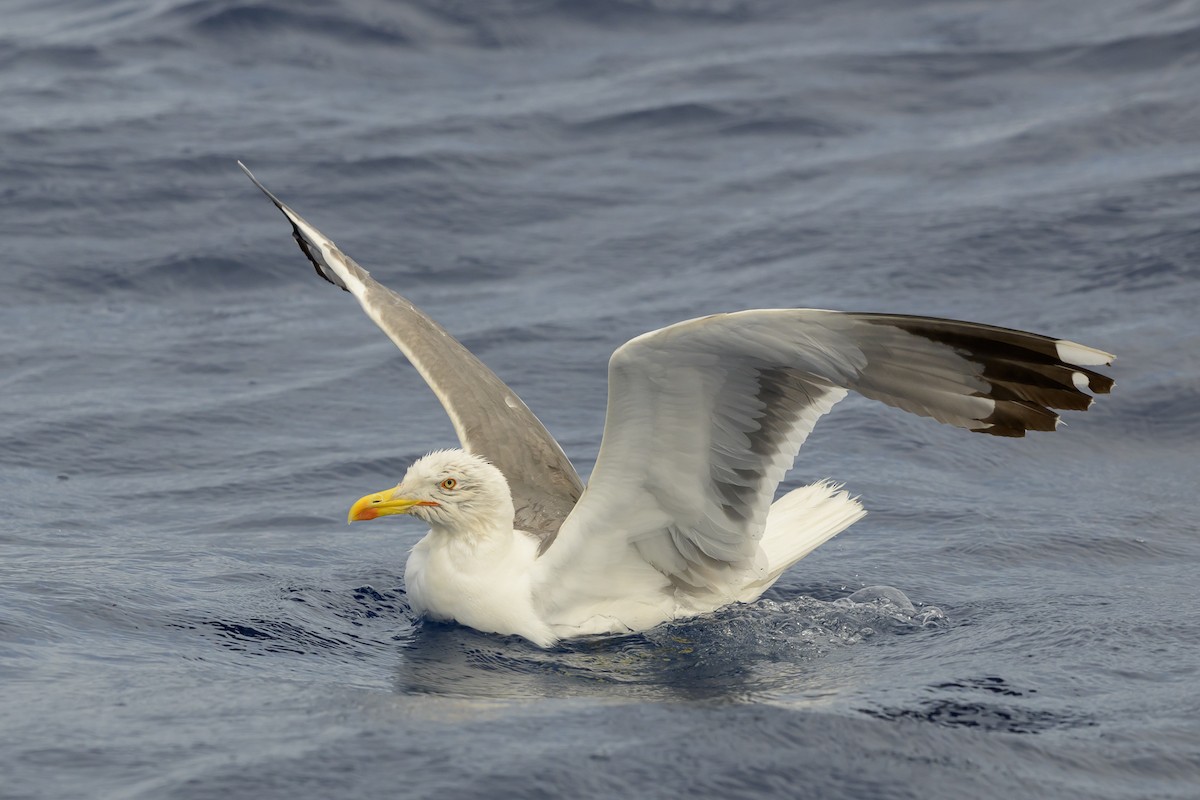 Yellow-legged Gull - ML621220920