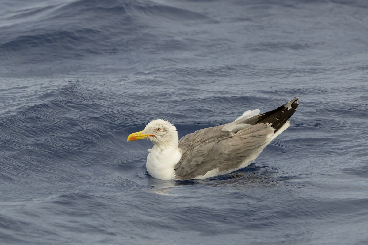 Yellow-legged Gull - ML621220921