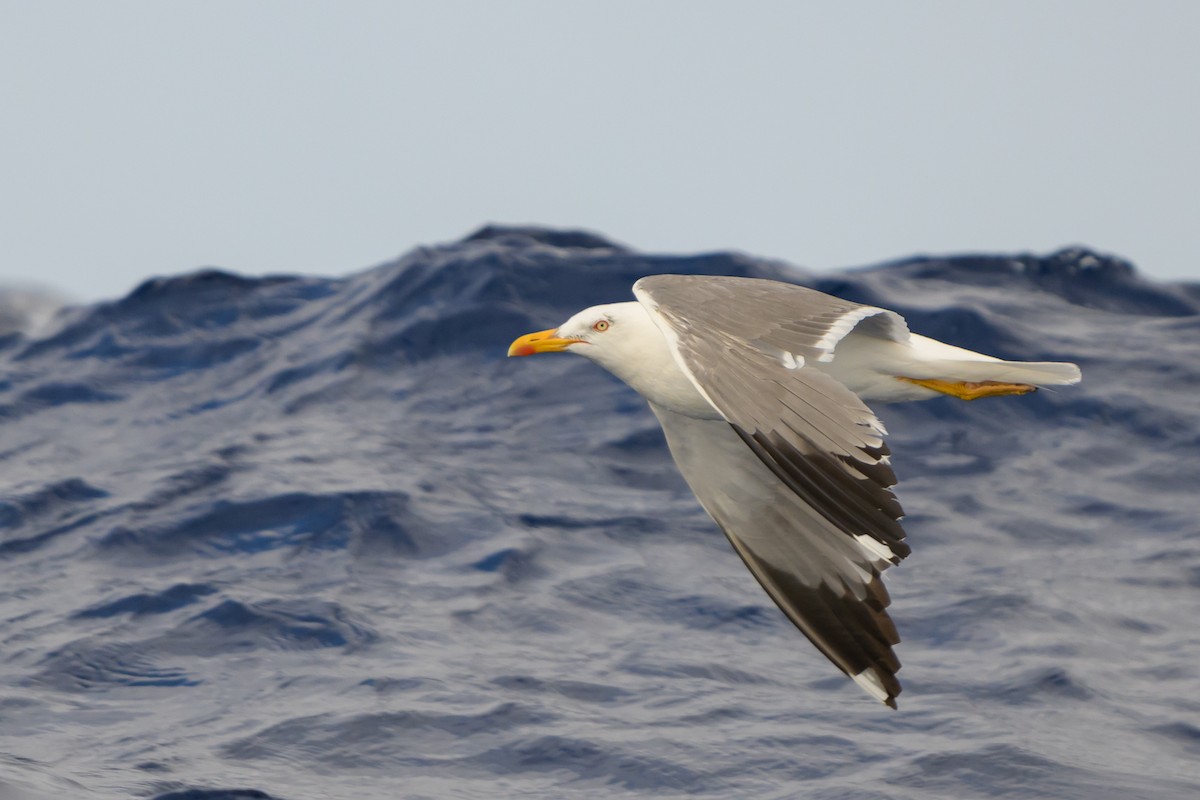 Yellow-legged Gull - ML621220922