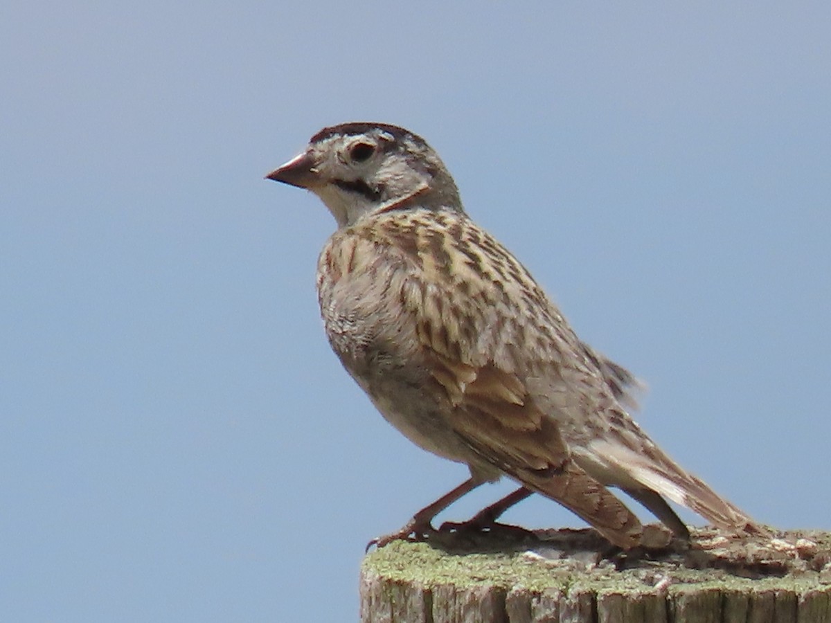 Thick-billed Longspur - ML621220927