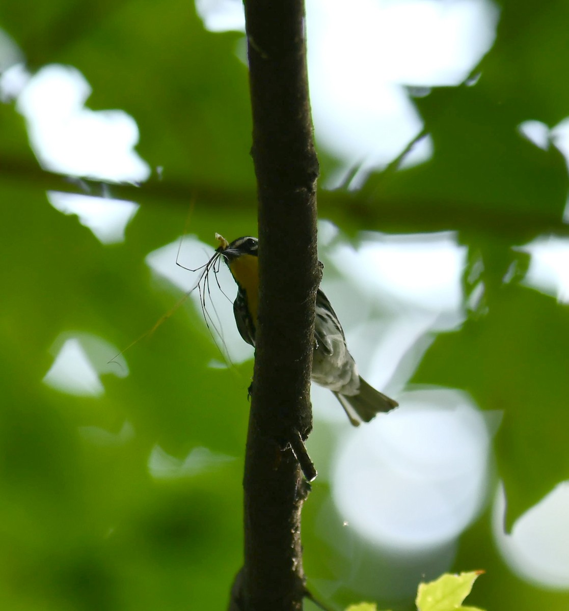 Yellow-throated Warbler - ML621220930