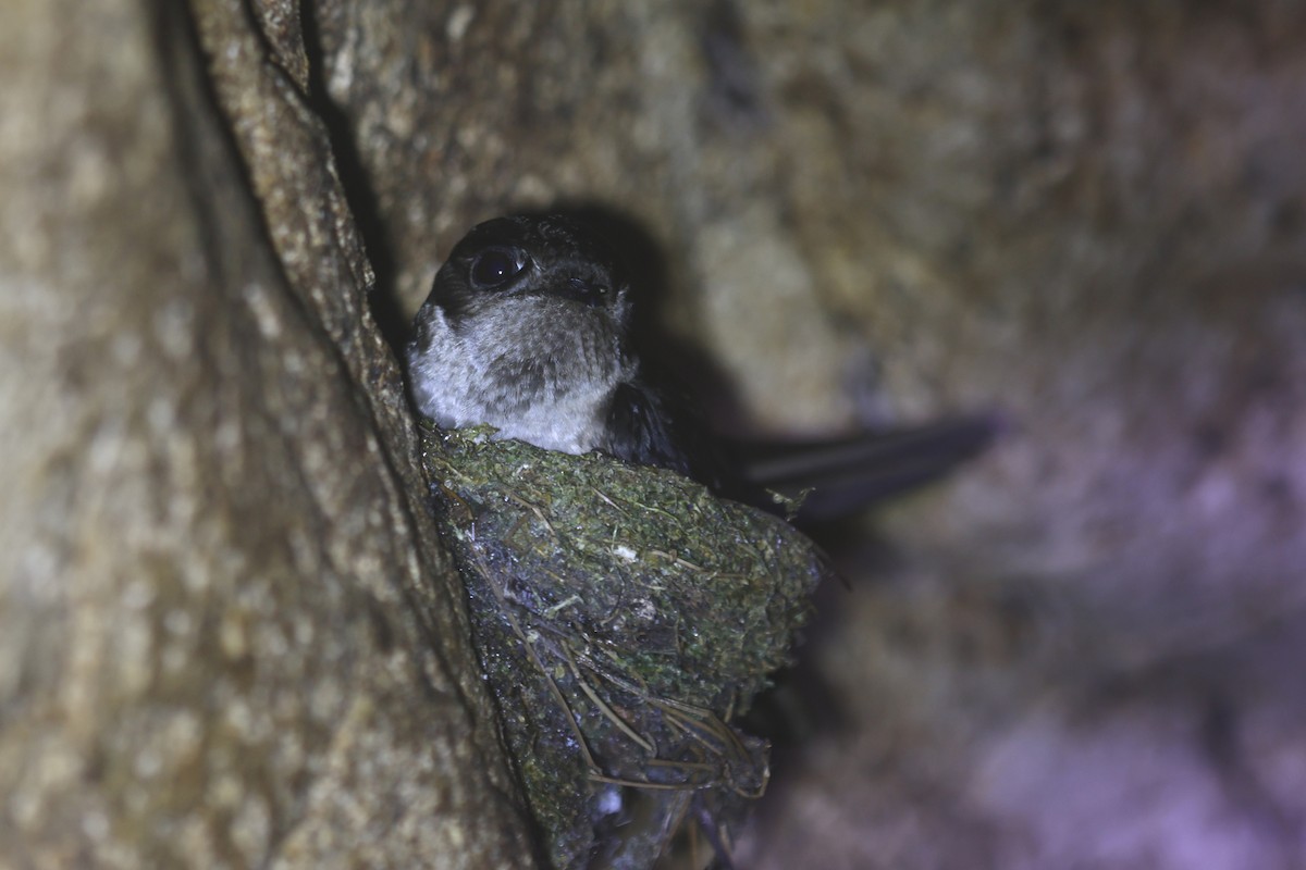 Mossy-nest Swiftlet - ML621220956