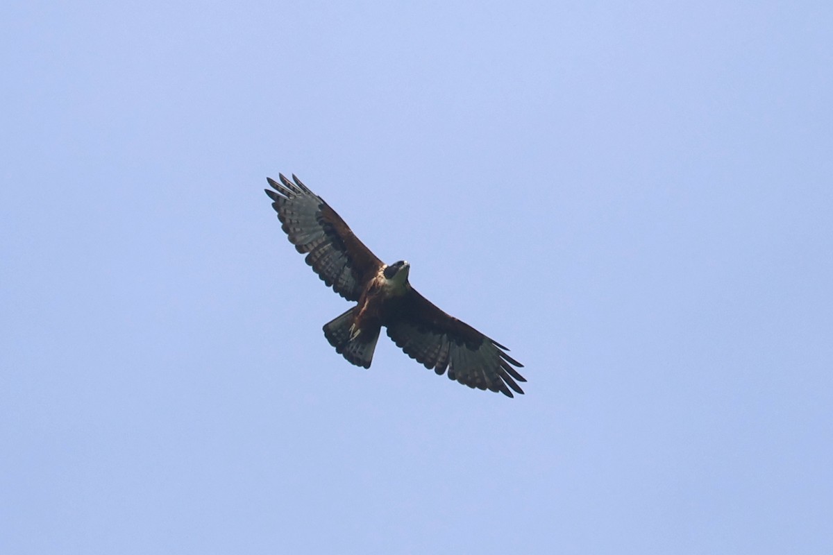 Rufous-bellied Eagle - ML621220968