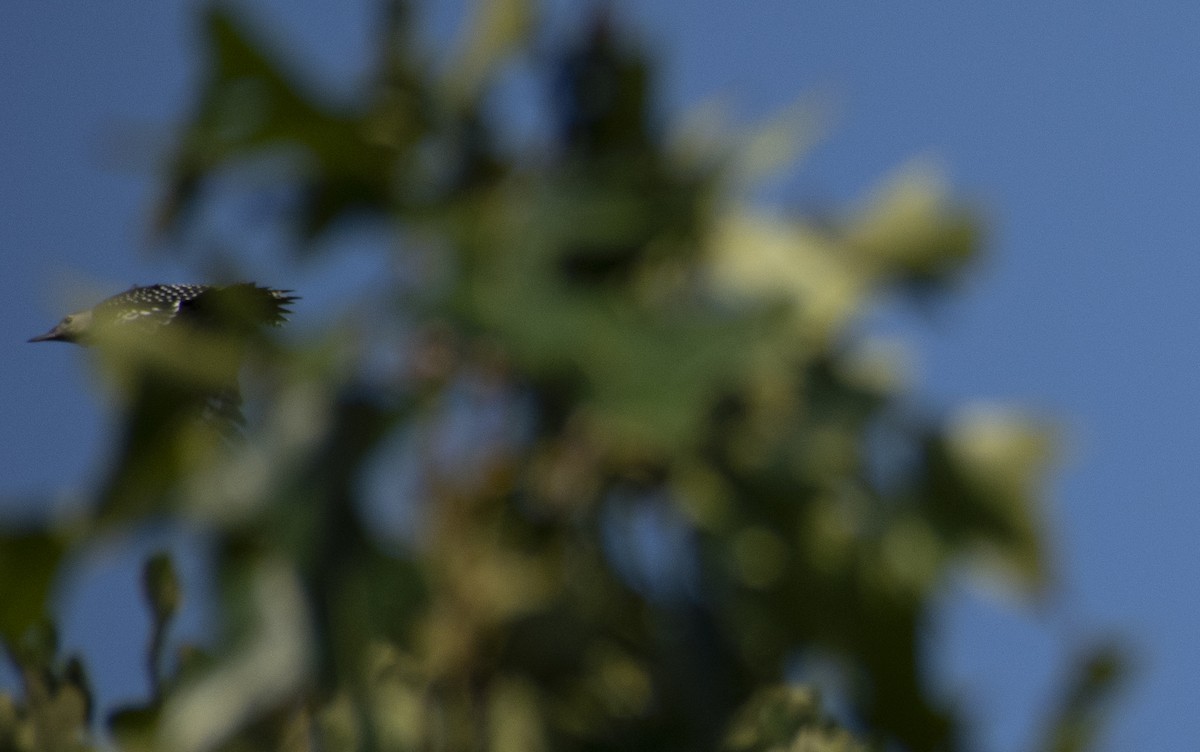 Red-bellied Woodpecker - ML621220985