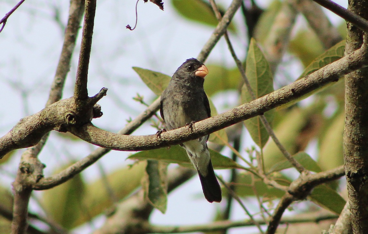 Gray Seedeater - ML621221035