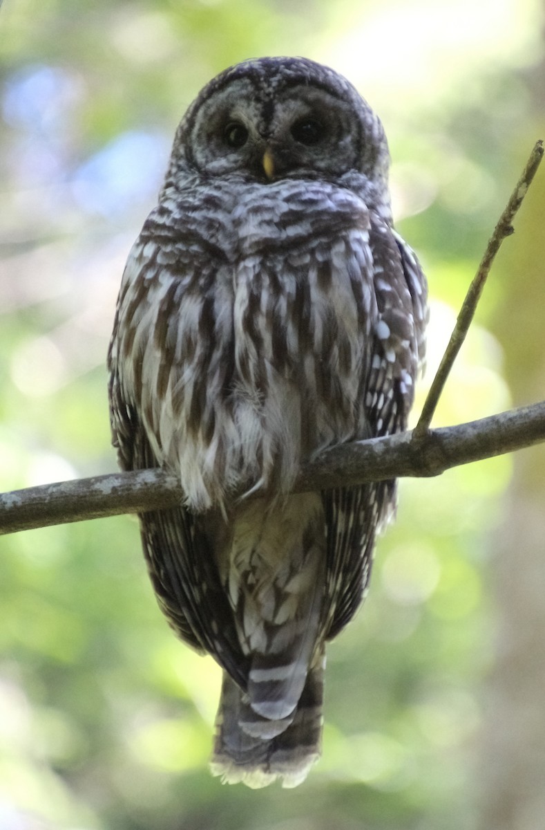 Barred Owl - ML621221101
