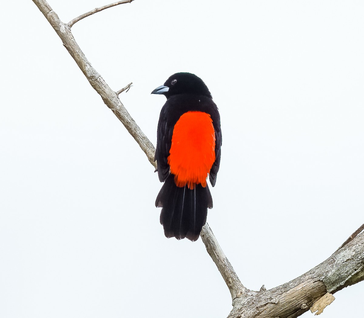 Scarlet-rumped Tanager - ML621221105