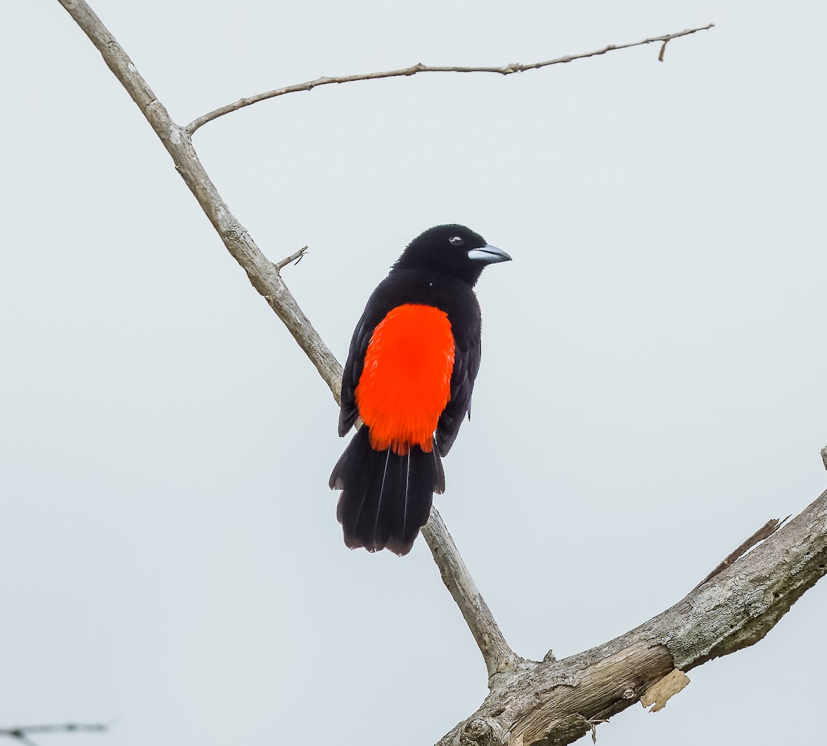 Scarlet-rumped Tanager - ML621221106