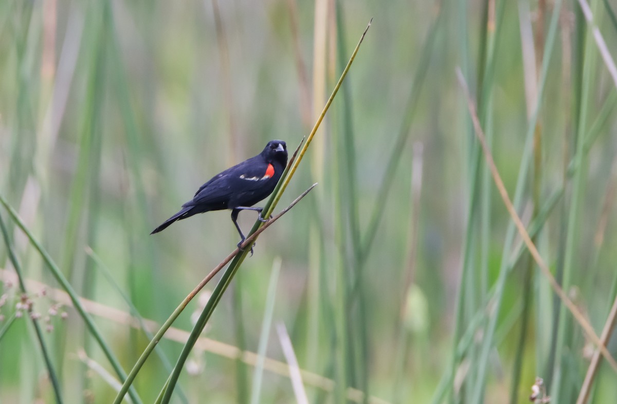 Red-winged Blackbird - ML621221136