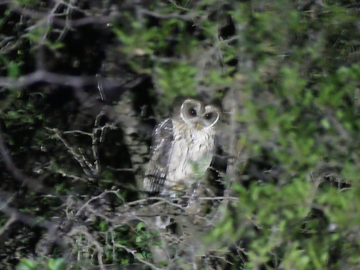 Mottled Owl - ML621221137