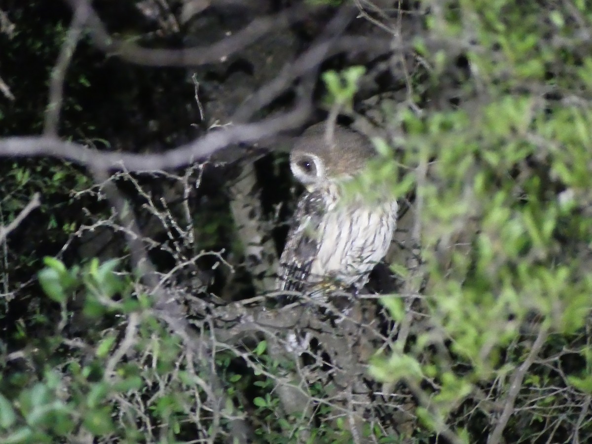 Mottled Owl - ML621221138