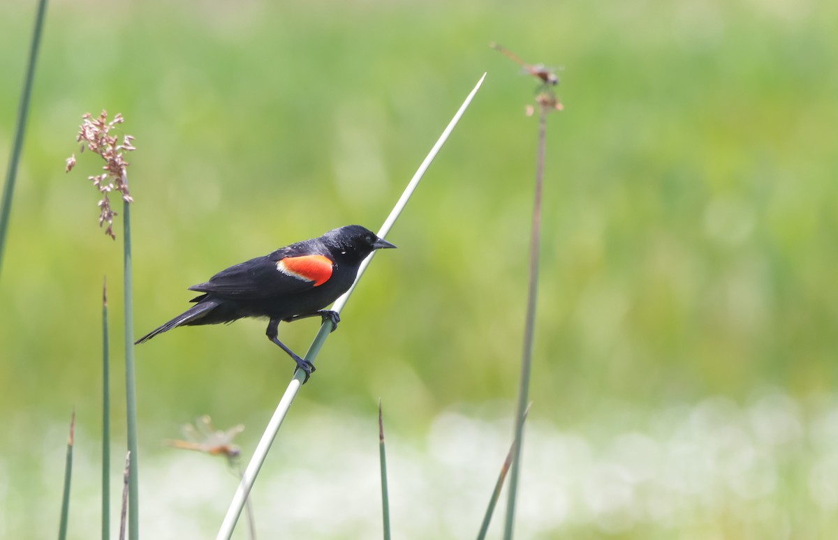 Red-winged Blackbird - ML621221147