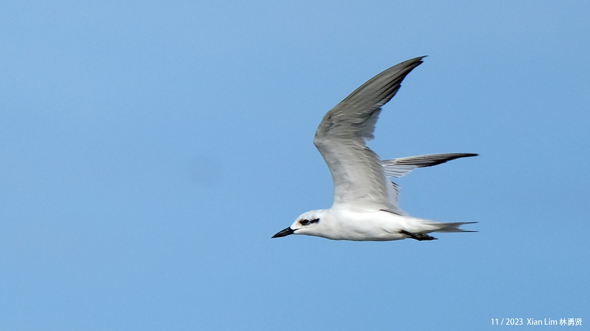 Gull-billed Tern - ML621221218