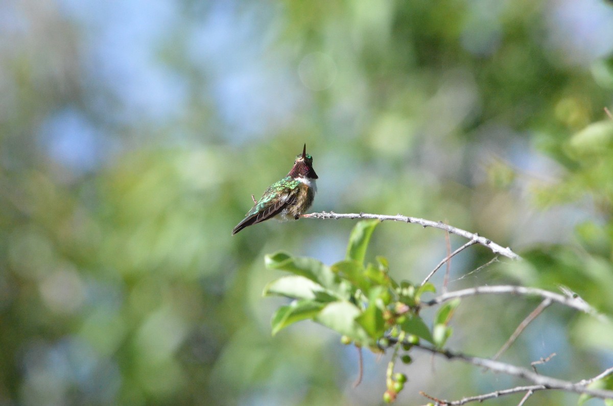 Broad-tailed Hummingbird - ML621221227