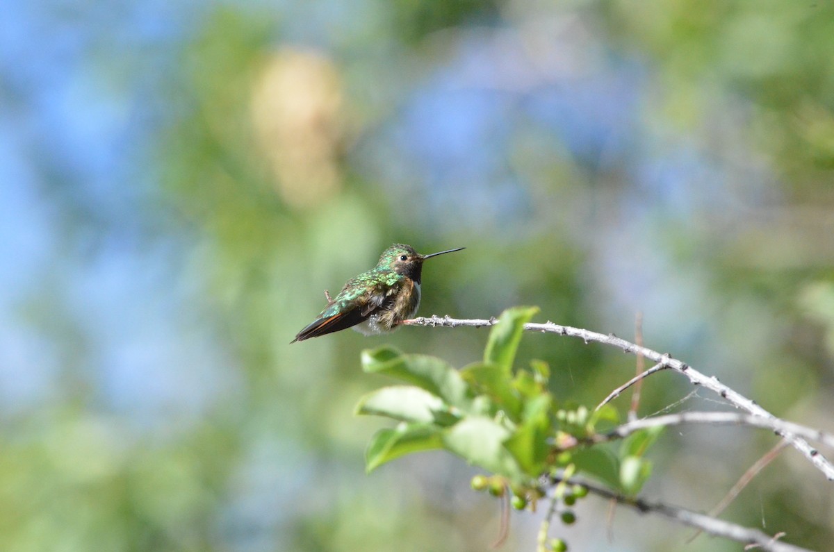 Broad-tailed Hummingbird - ML621221228
