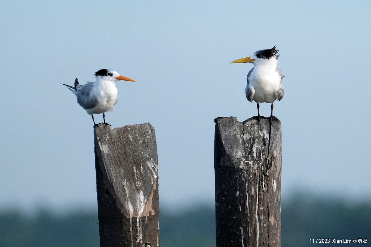 Great Crested Tern - ML621221239